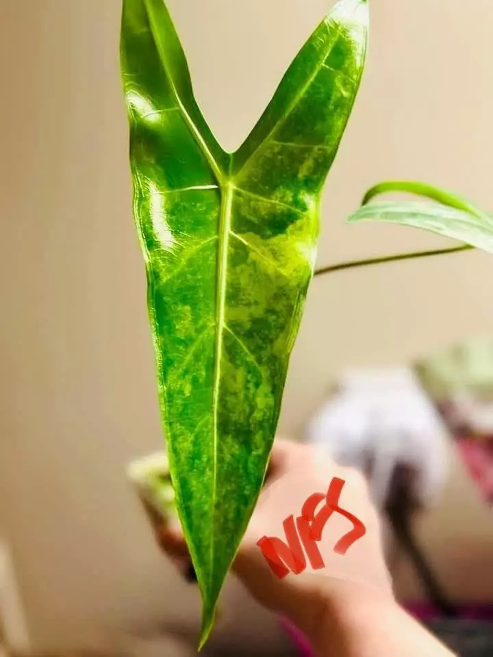 plant/Alocasia Longiloba Albo Revert-4
