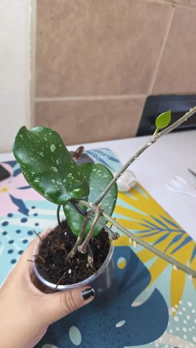 plant/Hoya fungii x rph cross 3 rooted cuttings with 2 peduncles-1-thumbnail