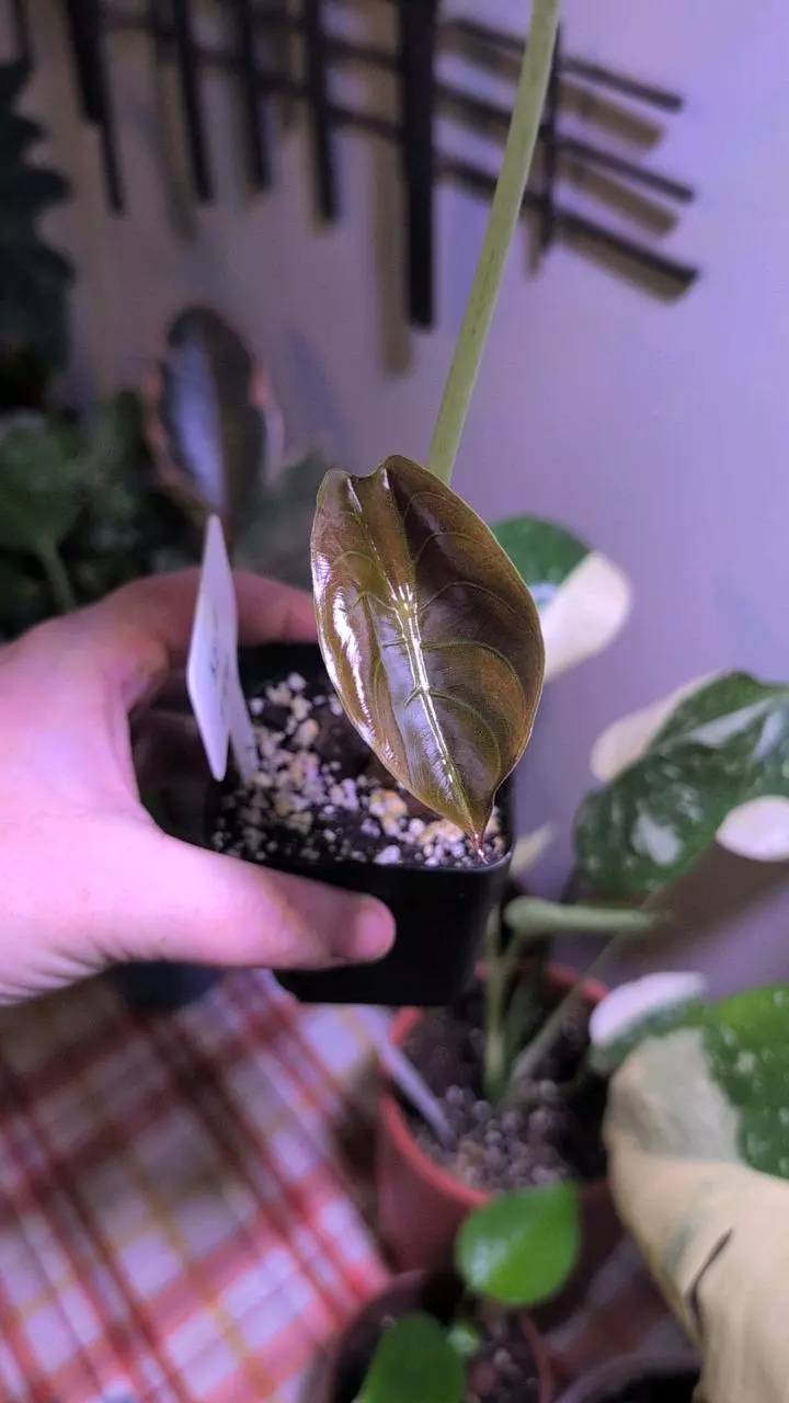 plant/Alocasia Cuprea-1