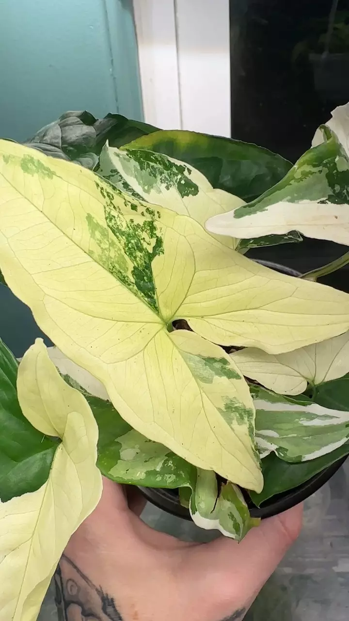 plant/Syngonium Albo-1