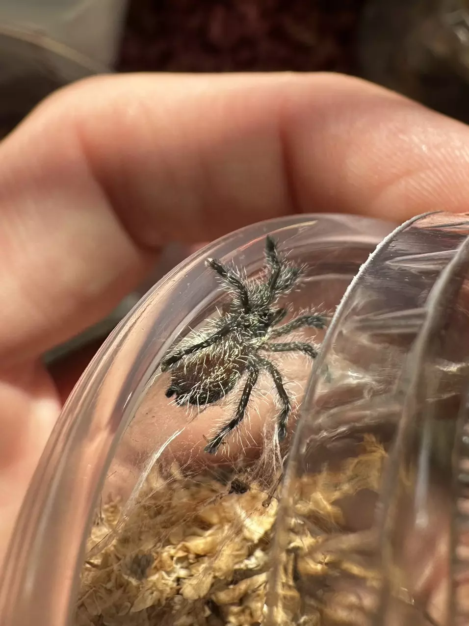 plant/Y. Diversepes-0