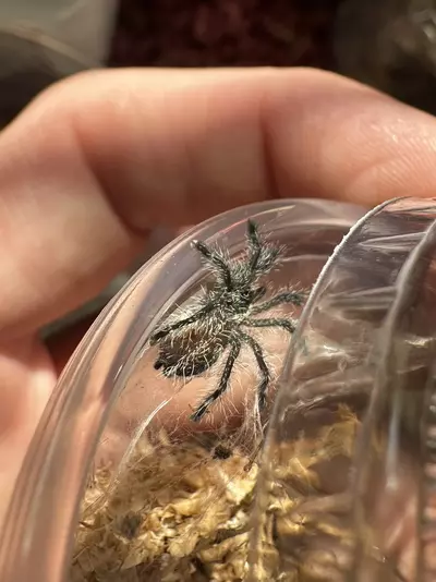 plant/Y. Diversepes-0-thumbnail