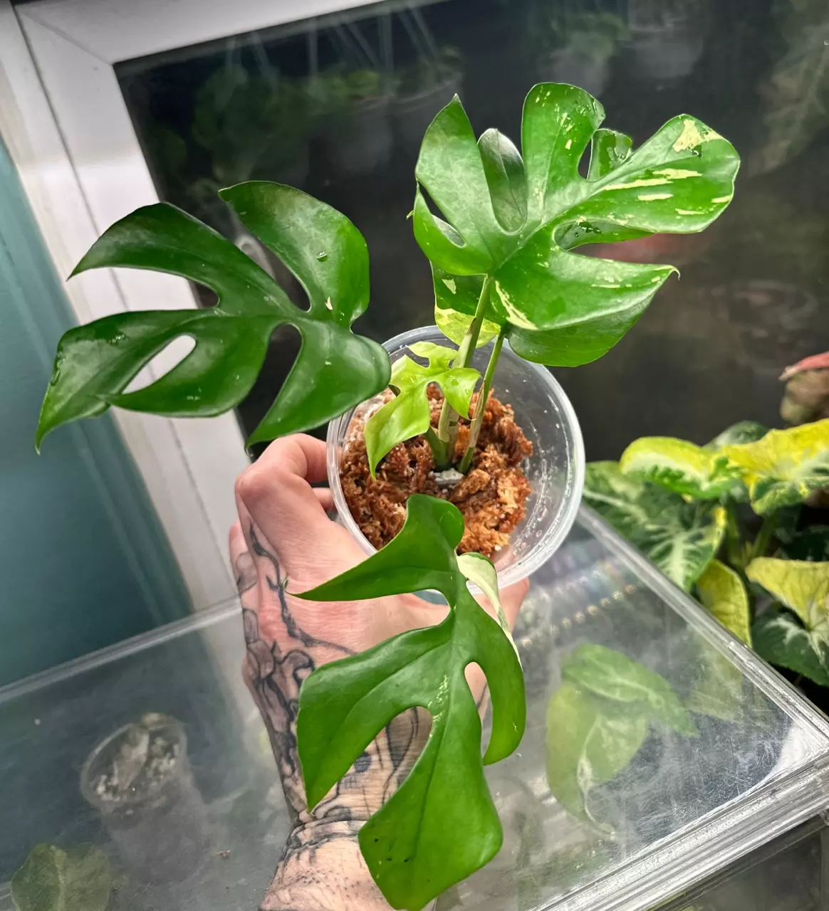 plant/Rhaphi Tetra Albo-0