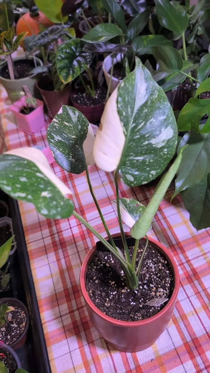 plant/Monstera Thai Constellation-0