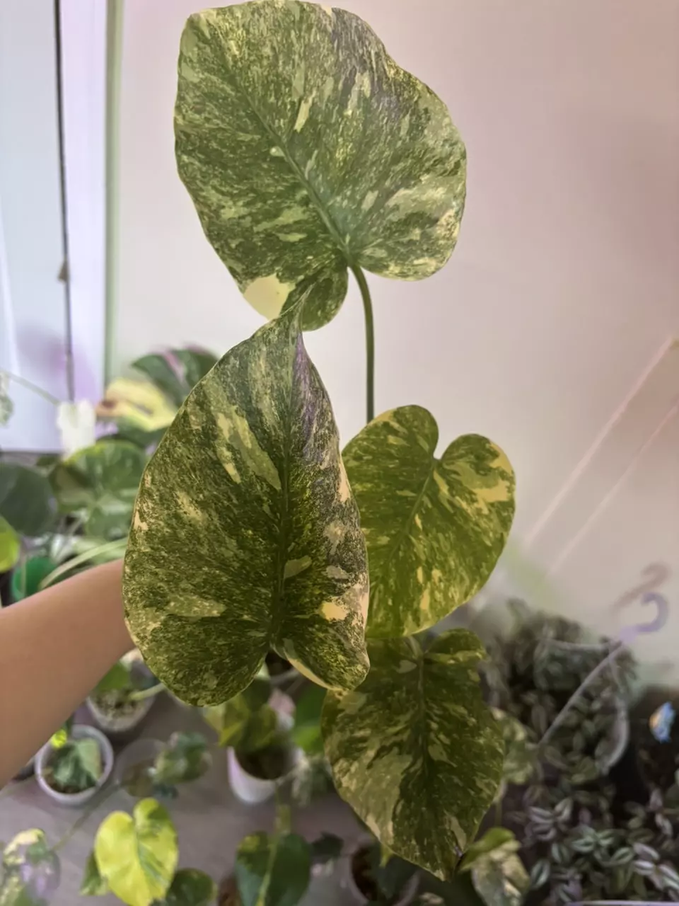 plant/Monstera Legacy-0