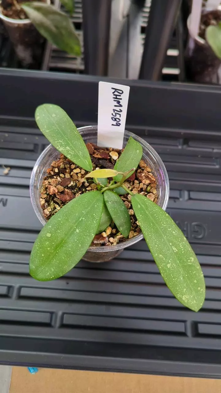 plant/Hoya RHM2589 (finlaysonii (ripple leaf) x unknown-0