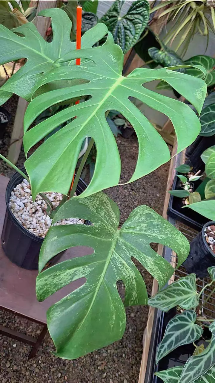 plant/Monstera Deliciosa Large Form Mint L434-0