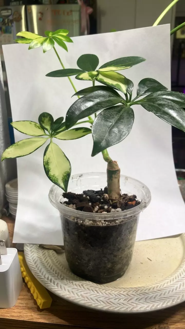 plant/Schefflera arboricola (variegated Umbrella Tree)-1