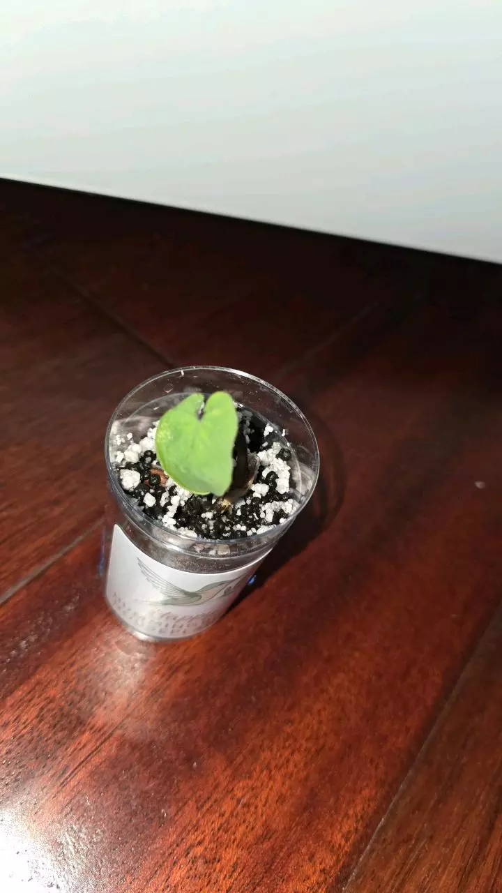 plant/Pharohs Mask Colcasia Pup-0