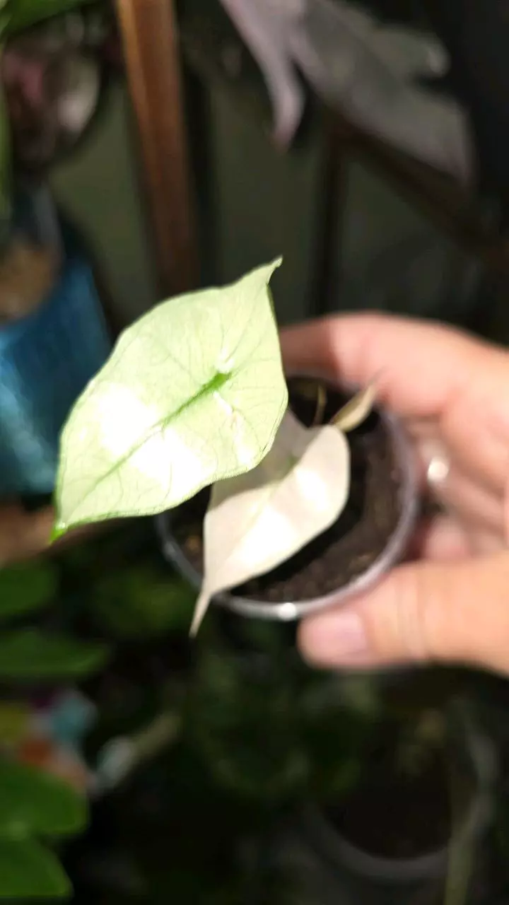 plant/Pink Polly Mint-0