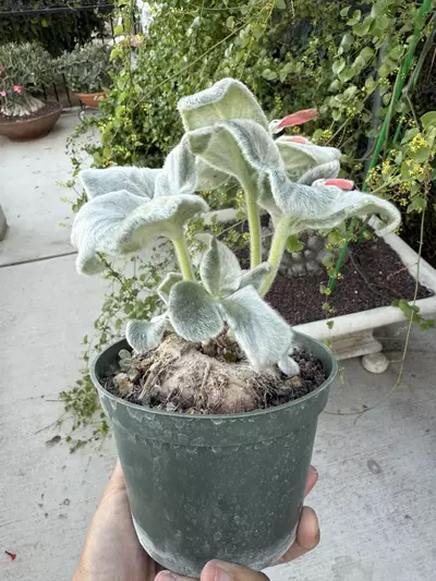 plant/Sinnigia Leucotricha caudex plant 5" pot-2-thumbnail