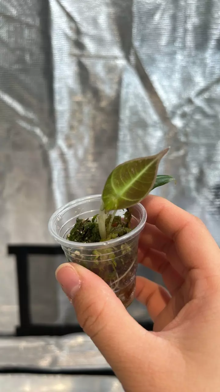 plant/Variegated pink alocasia black velvet-0