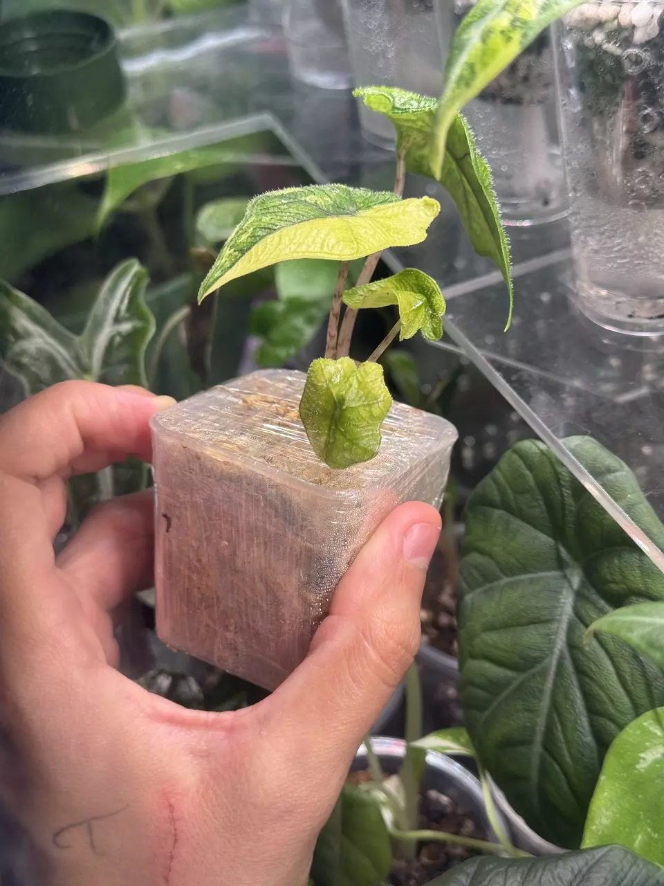 plant/Jacklyn Aurea-2