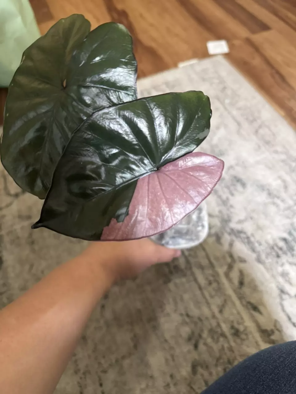 plant/Alocasia Pink Serendipity-0