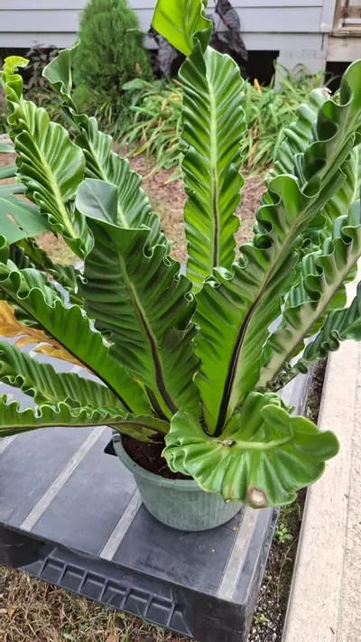 plant/XXL Cobra Fern-1-thumbnail