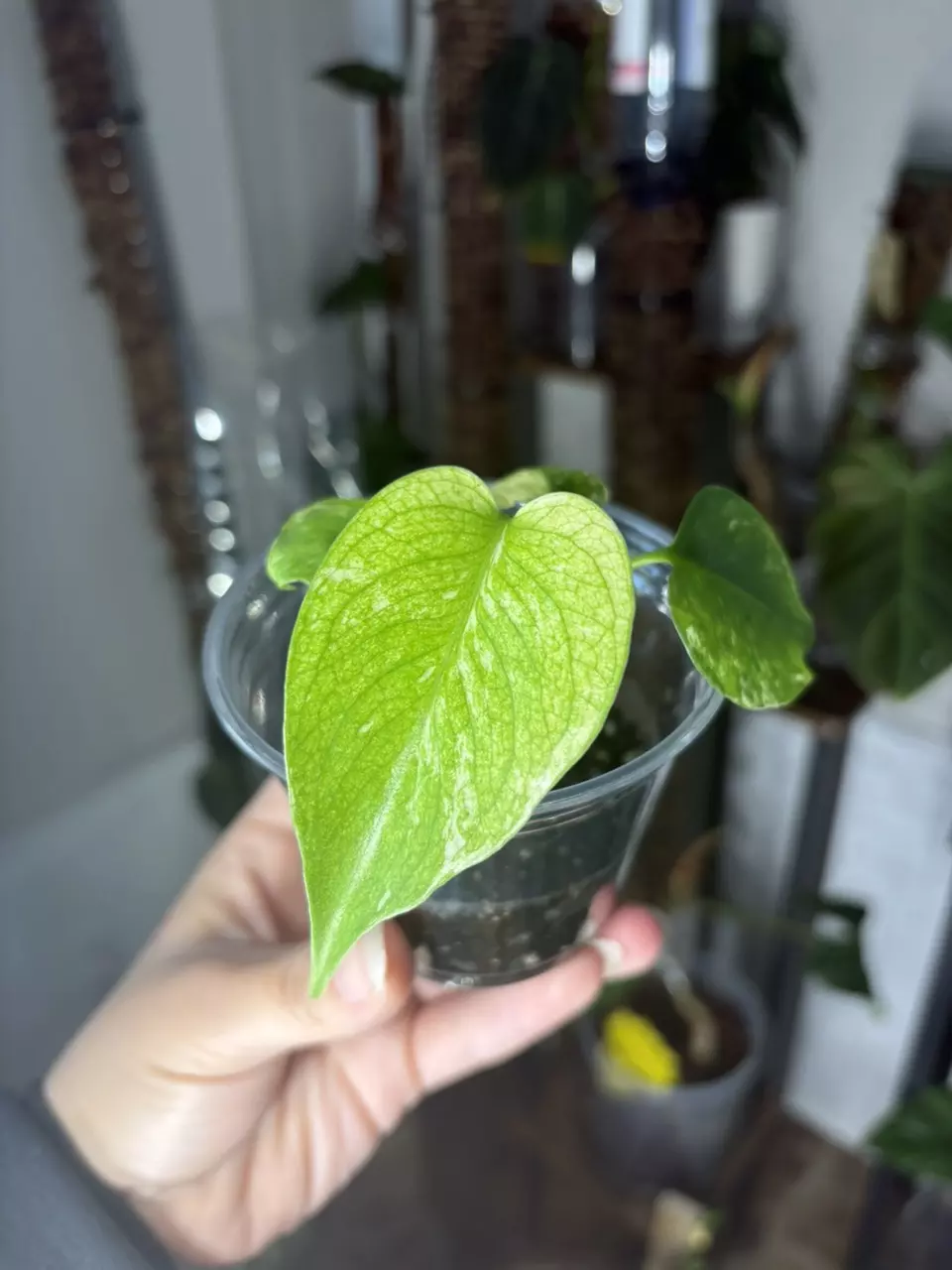 plant/monstera mint-0