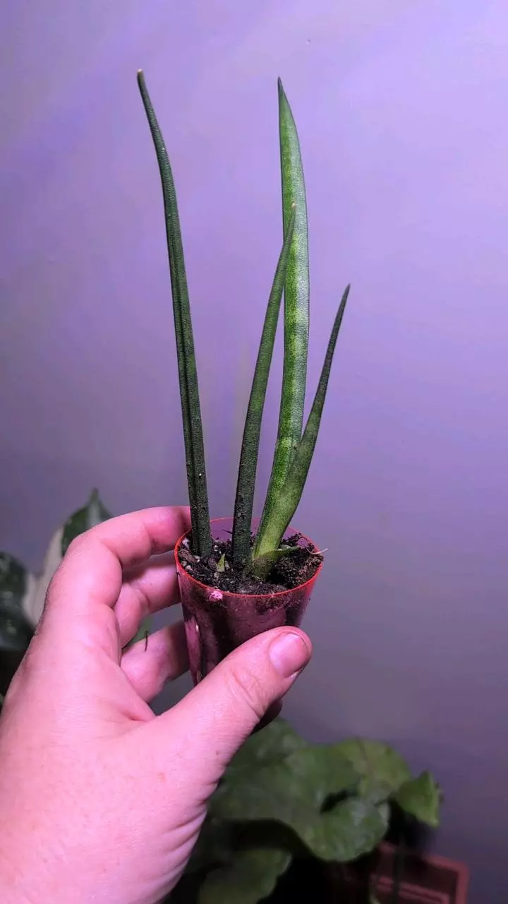 plant/Cylindrical Snake Plant-0