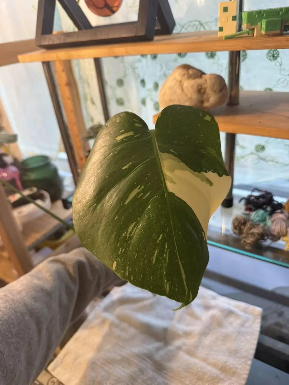 plant/Monstera Thai constellation top cut-0