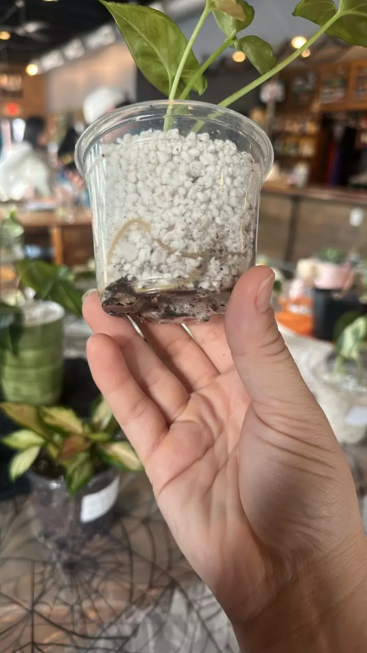 plant/Arrowhead Berry Allusion-1