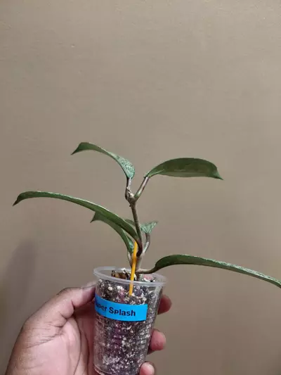 plant/Hoya Pubicalyx Super Splash-1-thumbnail