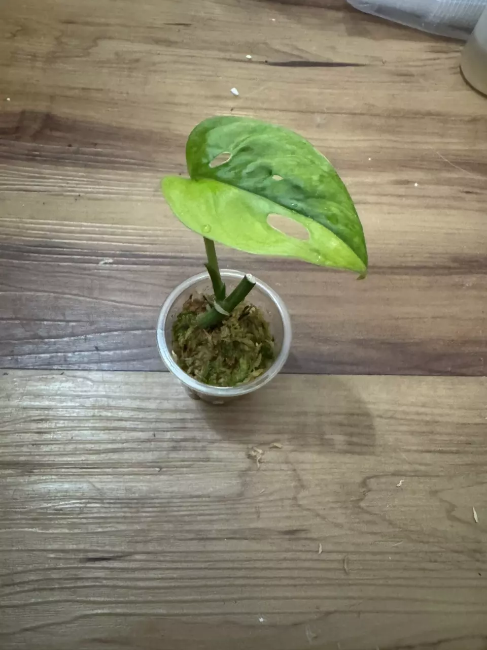 plant/Monstera Adansonii Aurea-0