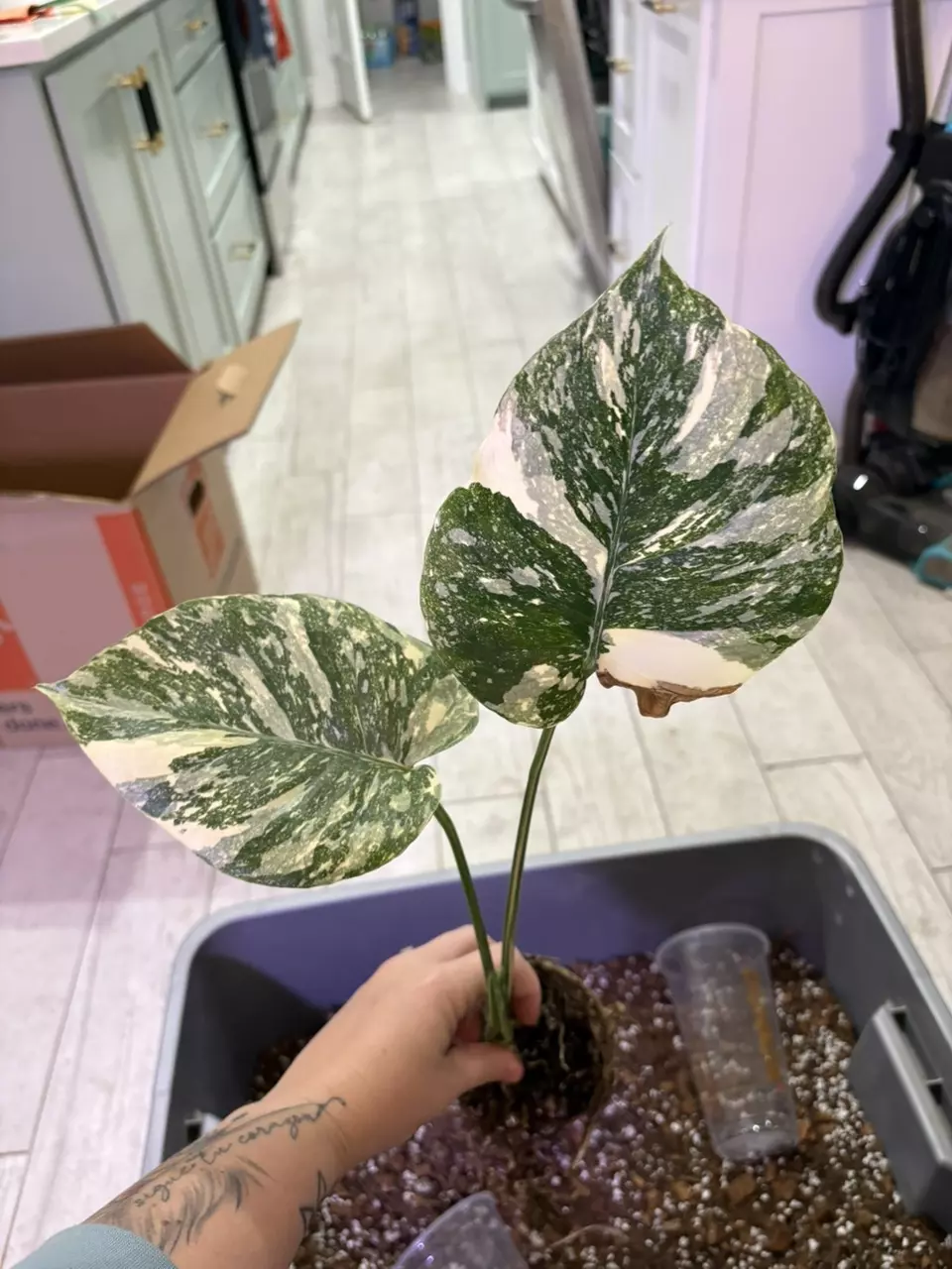 plant/Monstera White Snow-0