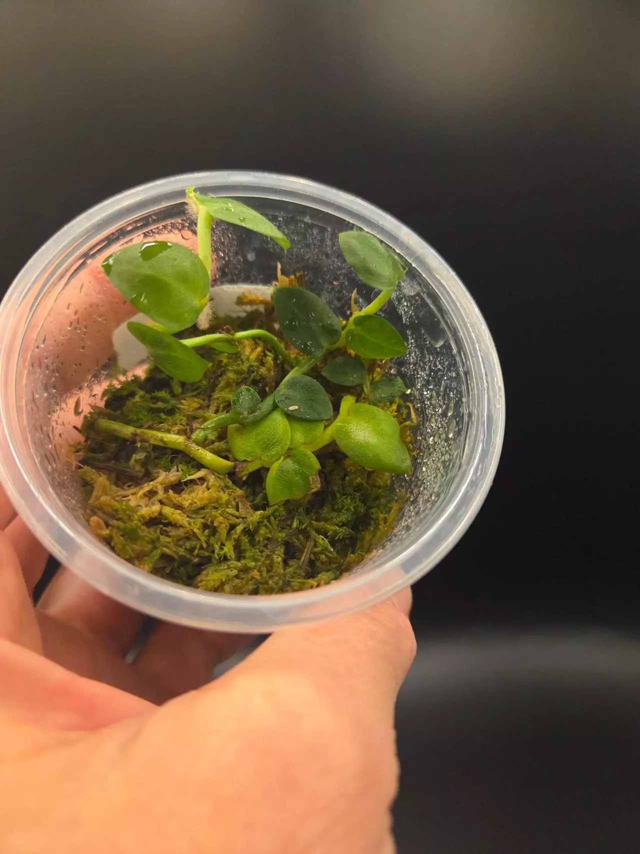 plant/Rhaphidophora hayi-0