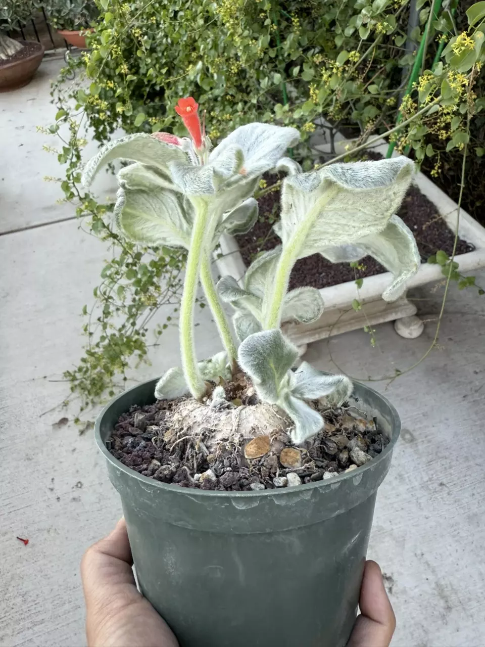 plant/Sinnigia Leucotricha caudex plant 5" pot-1