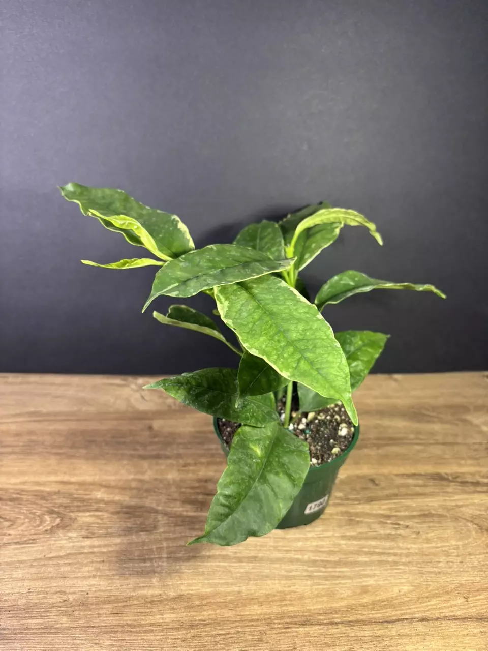 plant/Variegated Hoya 'Multiflora' (Shooting Star) 4” 1790-1
