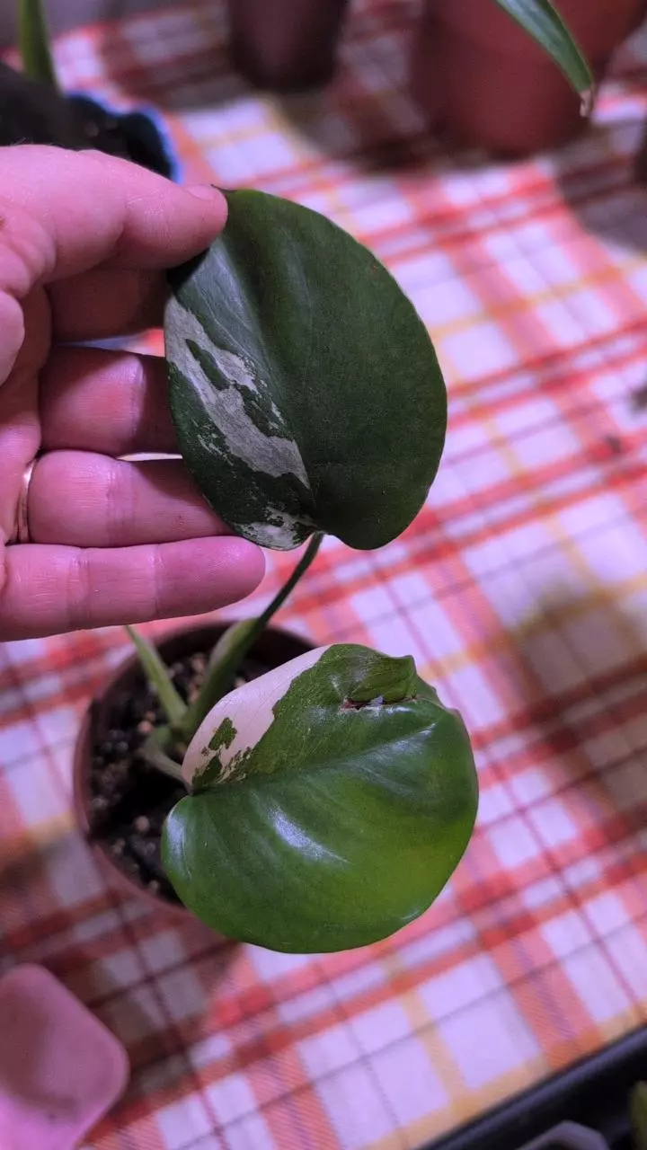 plant/Monstera Thai Constellation-0