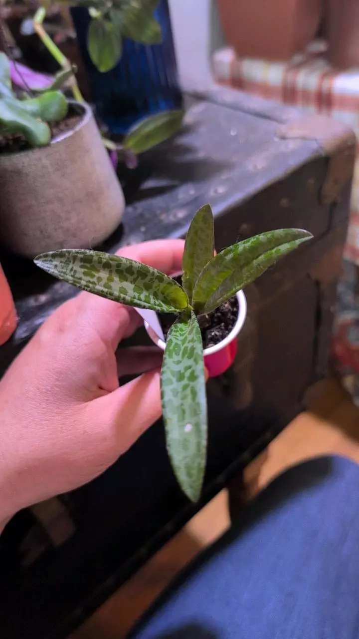 plant/Leopard lily-0