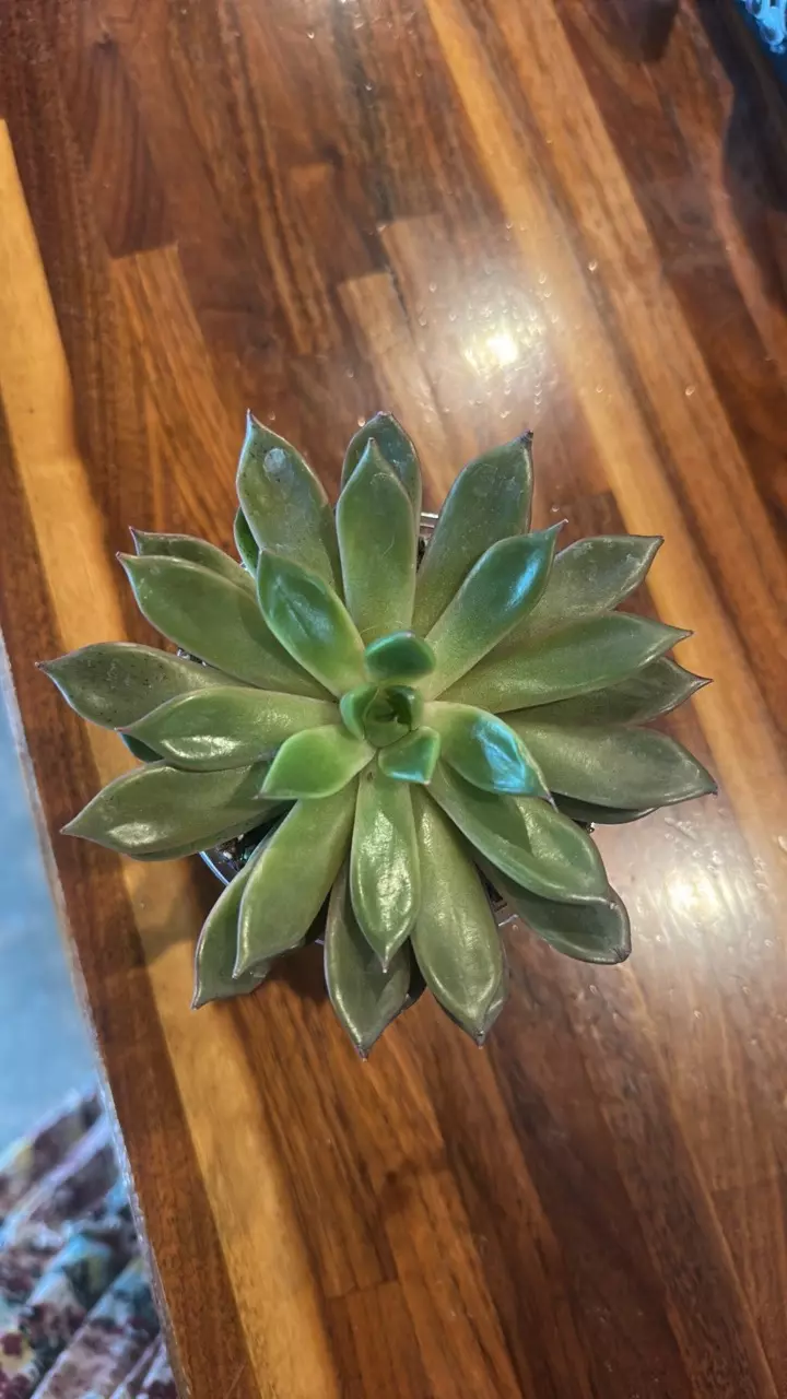 plant/Black Prince Succulent-0