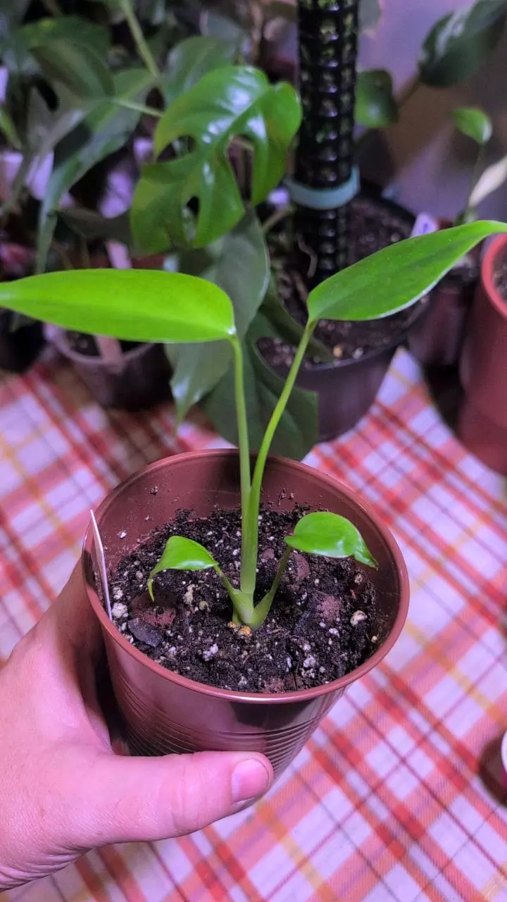 plant/Sierrana Monstera-1