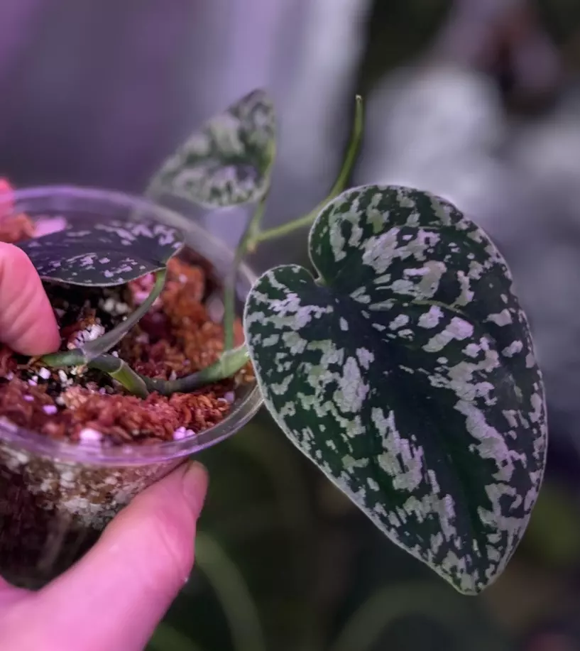 plant/Scinsapsus Tricolor 'Dark Form'-1