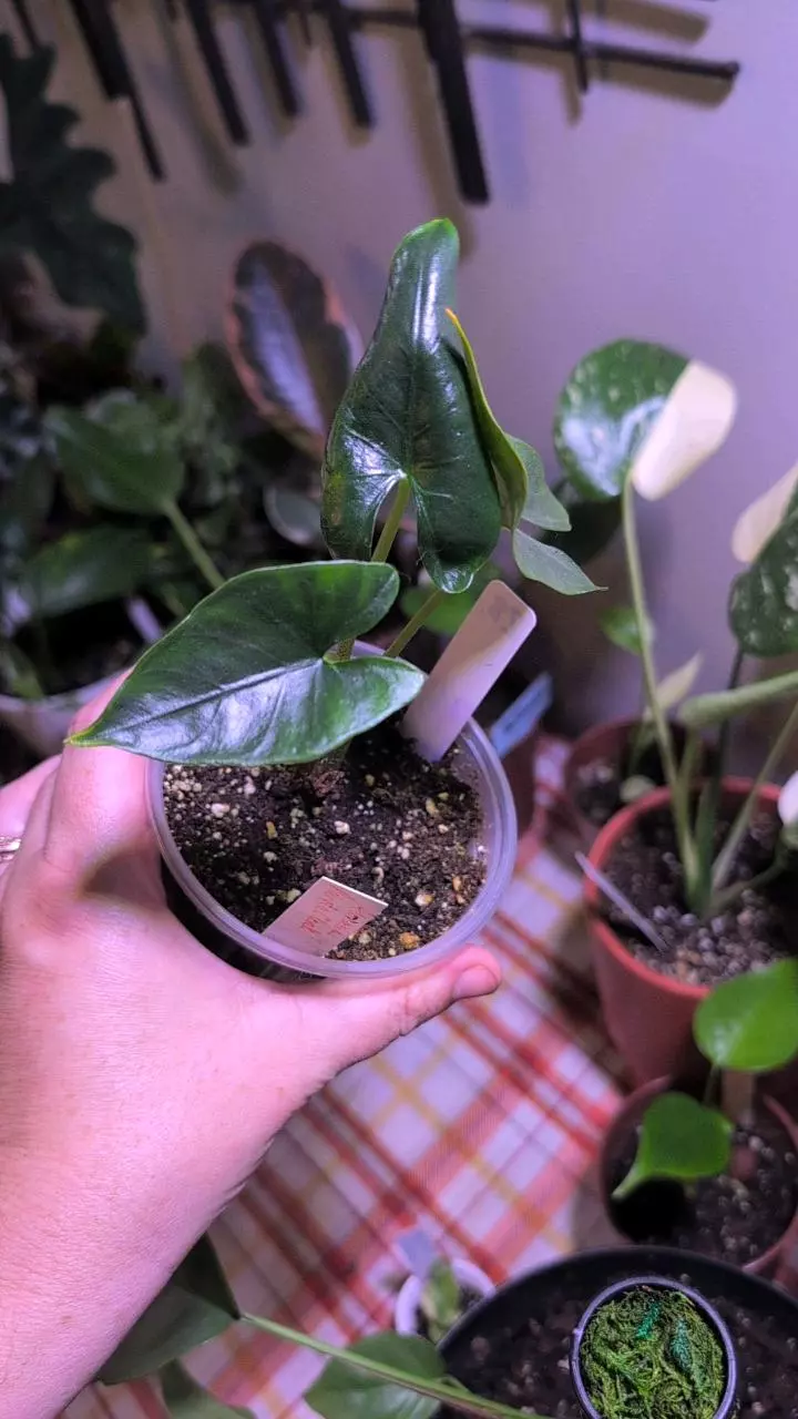 plant/Purple Cloak/ preceps alocasia-0