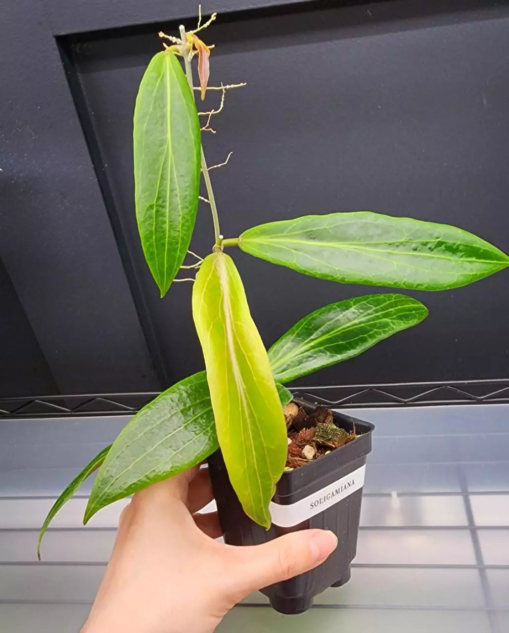 plant/🦄Hoya Soligamiana-A-0