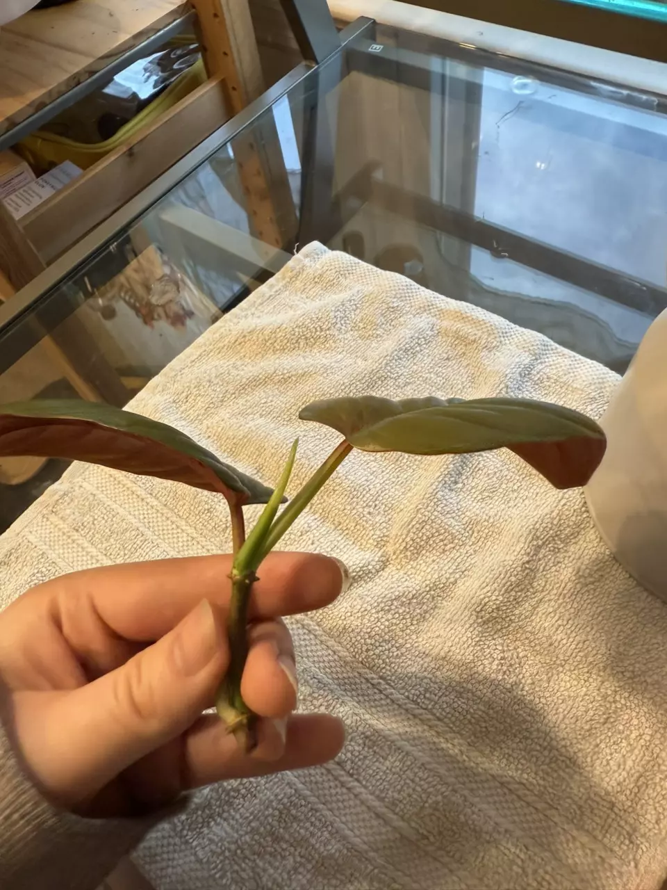 plant/Philodendron ernestii red form top cutting-1