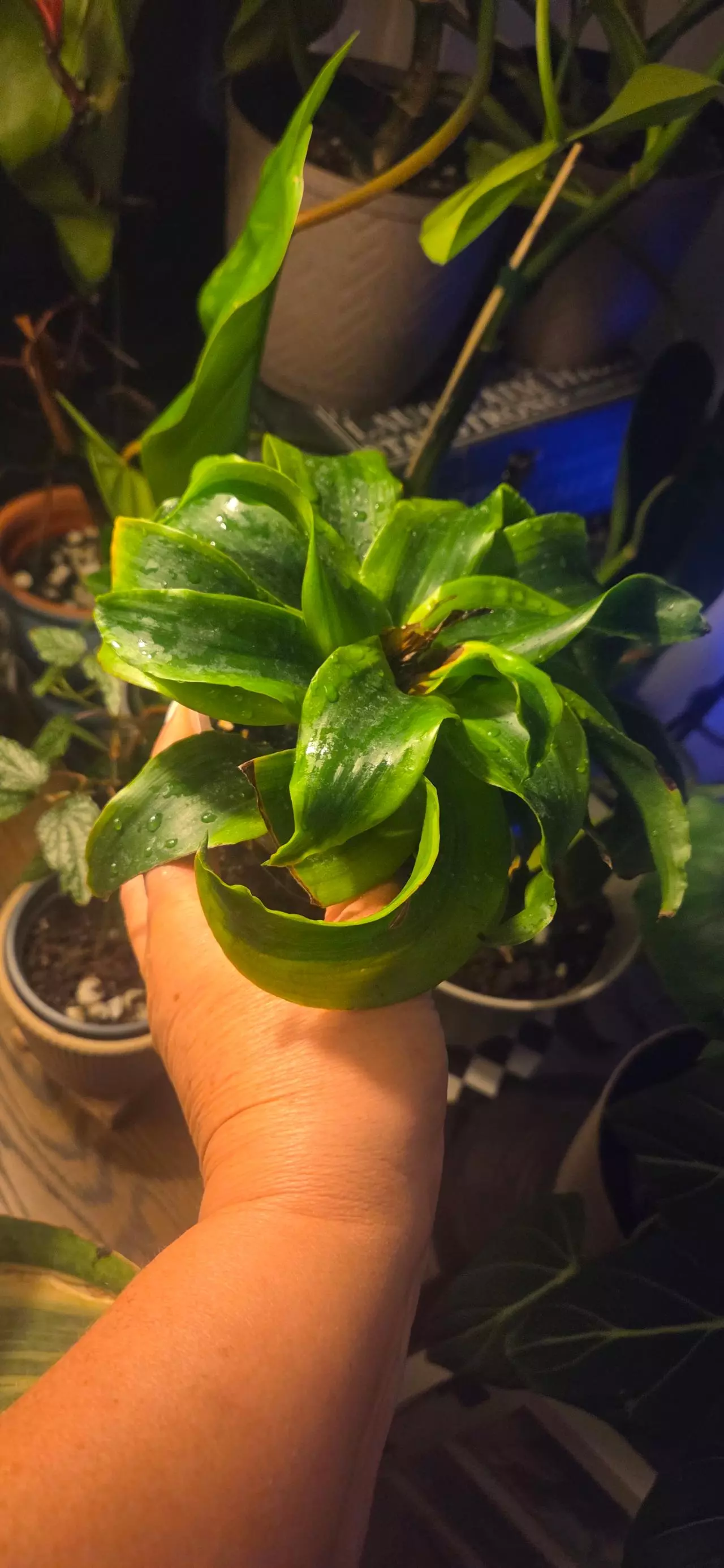 plant/Draceana Tornado-1