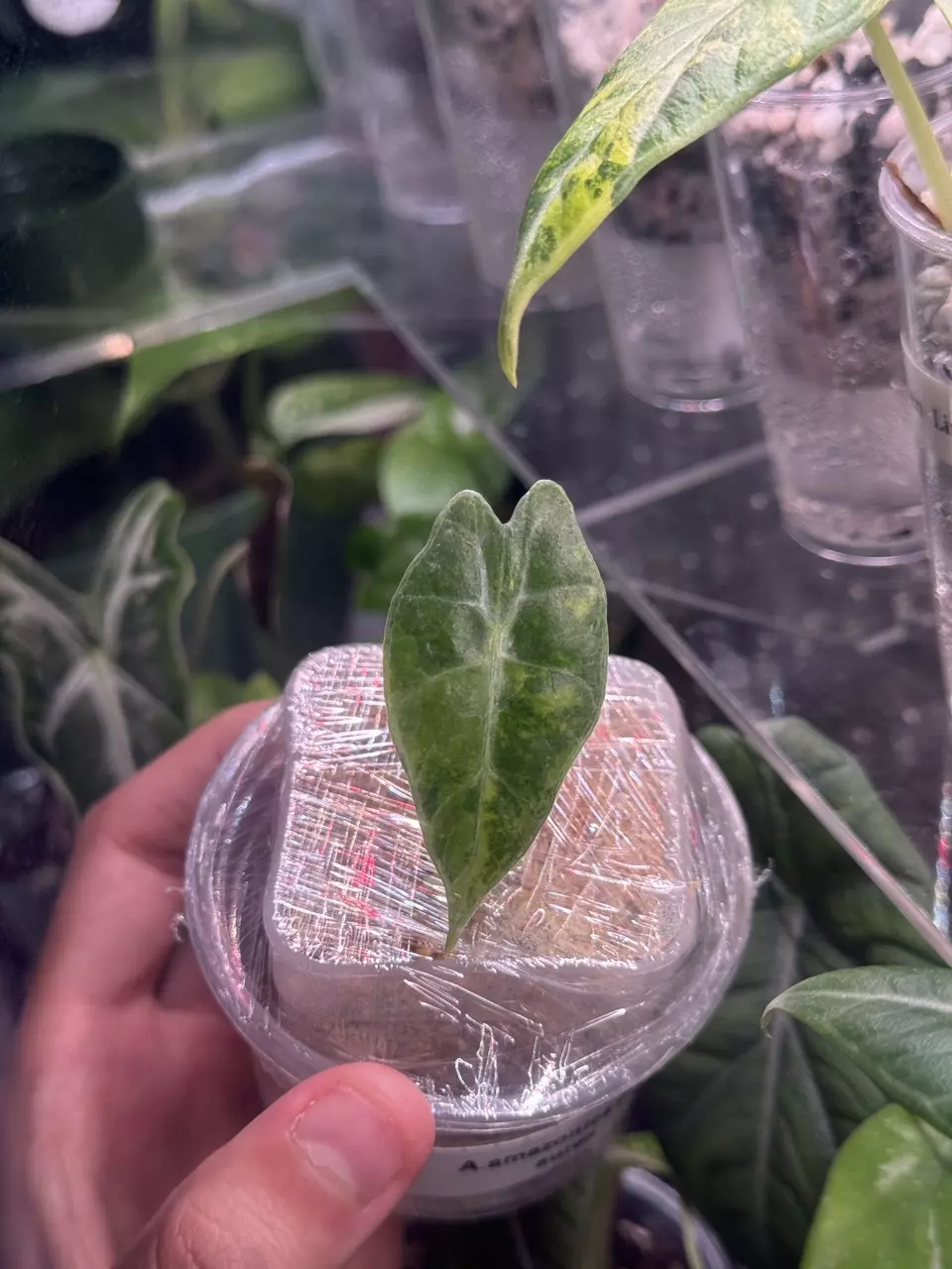 plant/Alocasia Polly Aurea-0