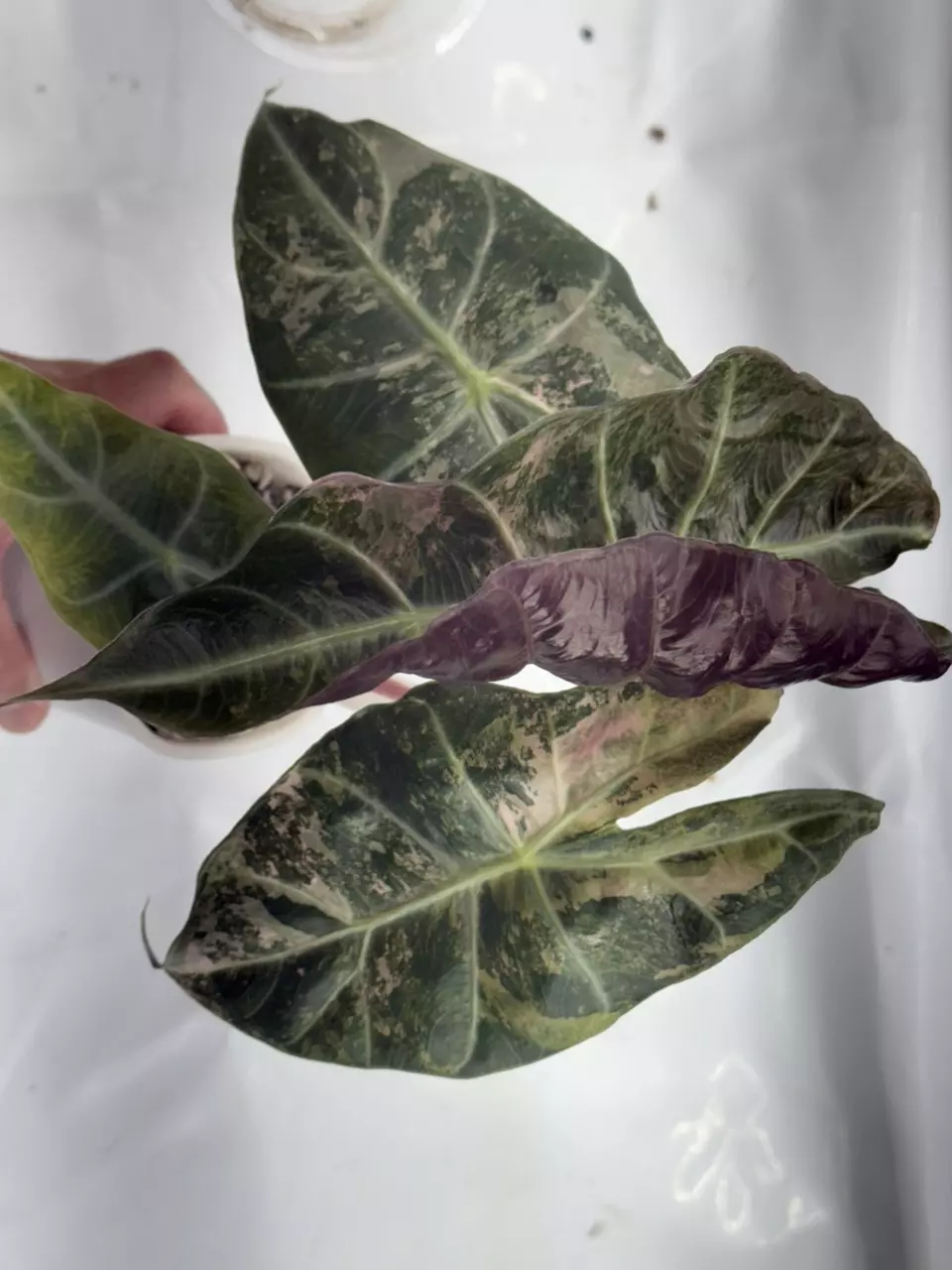 plant/Variegated Nairobi Knights Corm-1