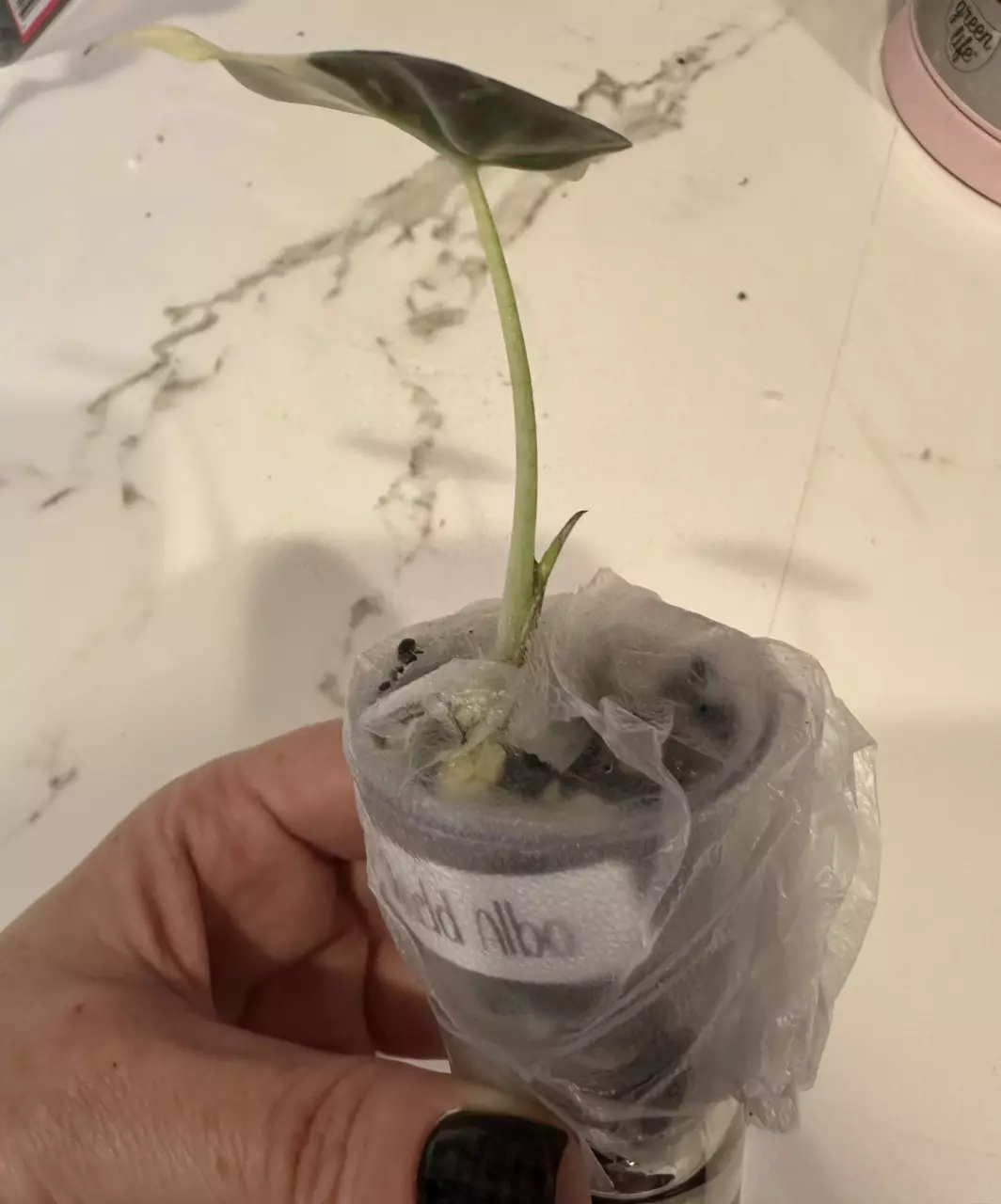 plant/Regal shield albo pup-1