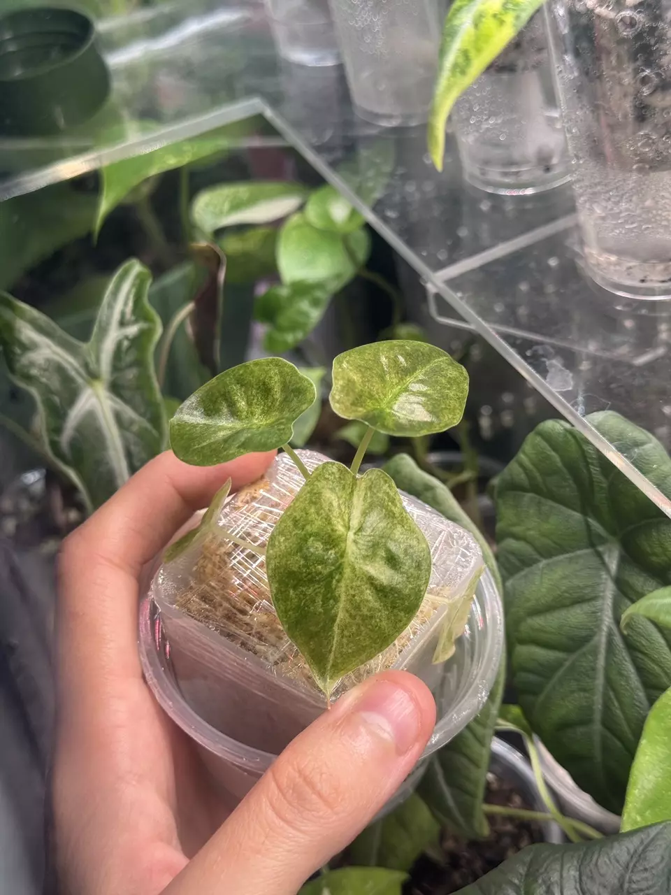 plant/Alocasia Golden Bone Pink Spmash-2