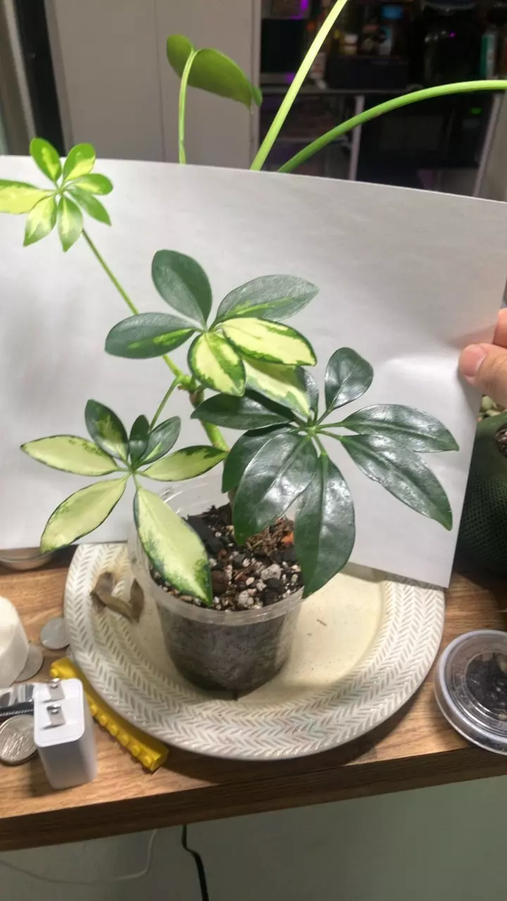 plant/Schefflera arboricola (variegated Umbrella Tree)-0