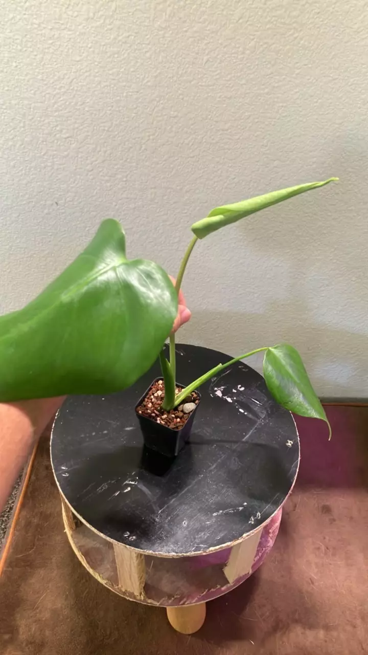 plant/Monstera Pup-0