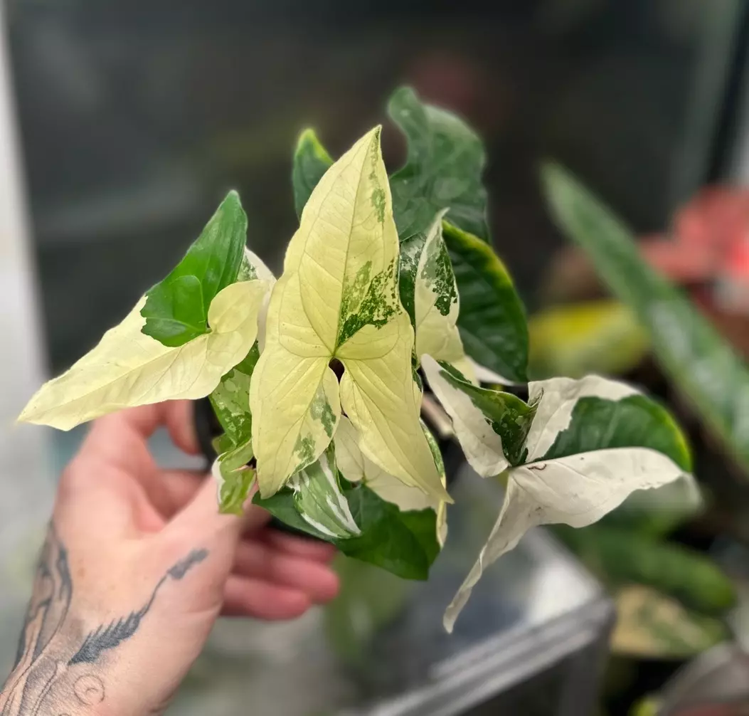 plant/Syngonium Albo-0