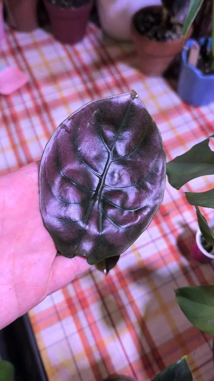 plant/Alocasia Cuprea-0