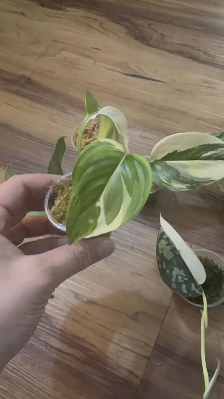plant/Scindapsus Bundle-1