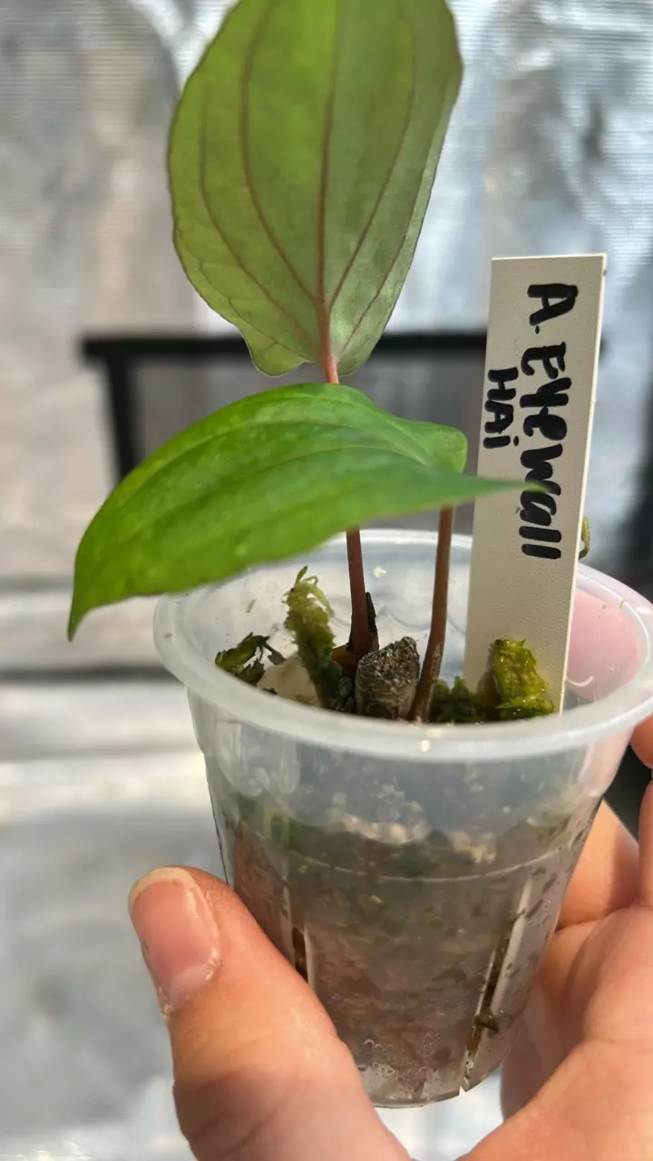 plant/Anthurium eyewall prop-2