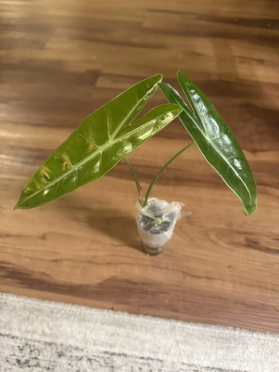 plant/Alocasia Longiloba Albo Revert-0