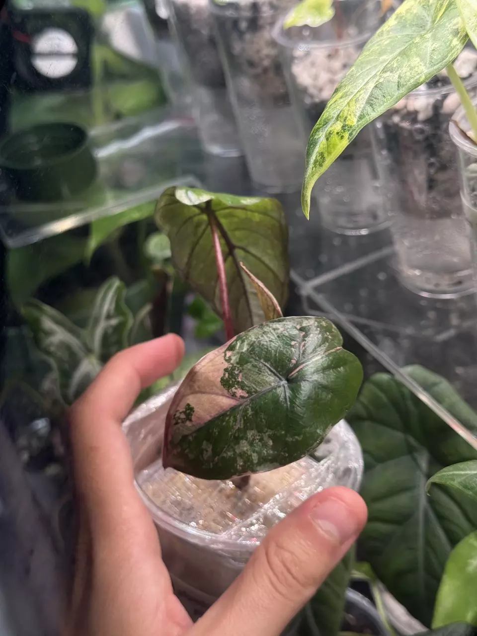 plant/Pink Plumbae Nigra-0